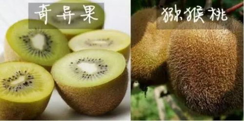 猕猴桃毛茸茸，奇异果光滑亮