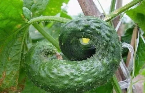 我的种植经历， 分享给你