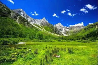 野外花朵的生长奇遇