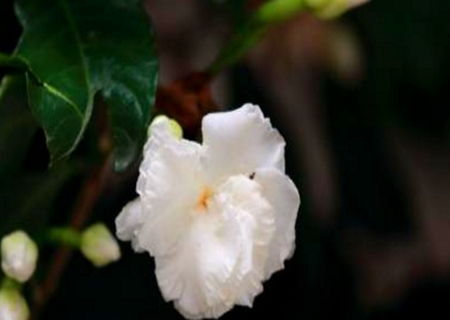 盆栽假狗牙花如何养殖？养护技巧有哪些