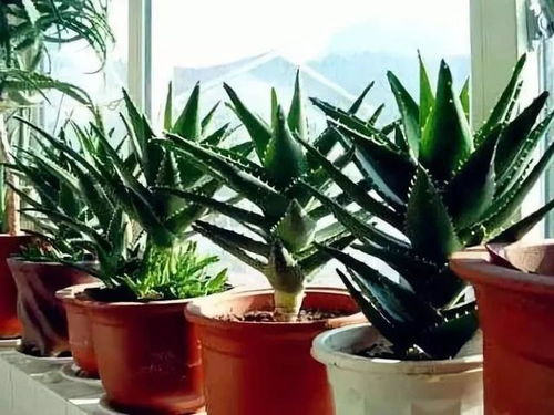 门口放什么植物好又招财？选这几种准没错