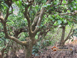 茶叶灰霉病对茶树生长的影响