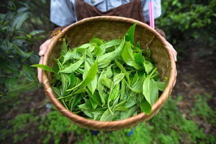 广西柳州永丰茶油，一斤多少钱？揭秘茶叶价格内幕！