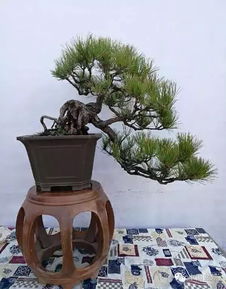 针柏， 大盆栽松树