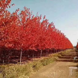 种植红枫树苗，你准备好了吗？