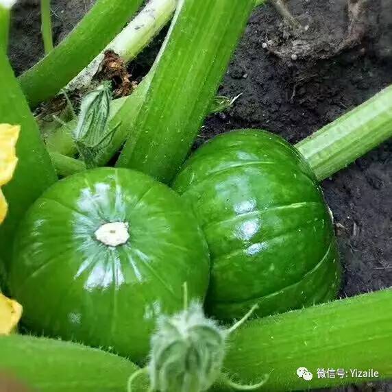 茄子种植心得分享