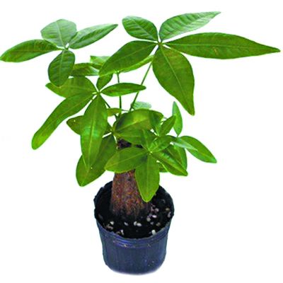 发财树叶片发粘的烦恼， 我来帮你解忧