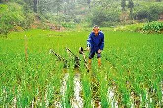 二甲戊灵农药的使用注意事项