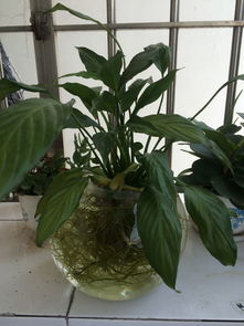 植物坏叶子如何变废为宝？