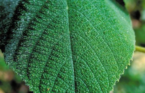 桑叶与桑黄：一树双生的自然奇观