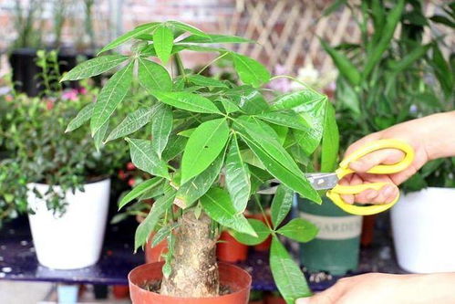 新种发财树几天后需要浇水？