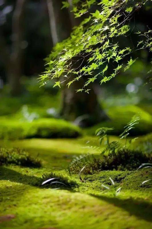 苔藓发黄，如何挽救回绿意盎然