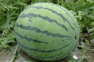 桃子和西瓜相克吗？看完这篇你就明白了