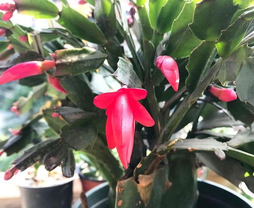 蟹爪兰叶子枯萎的种种原因探秘