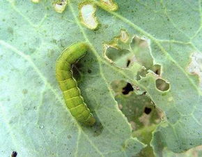 甲维茚虫威：神奇杀虫剂，效果如何？