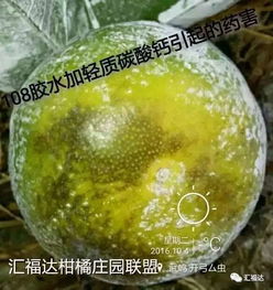 沃柑变青之谜：农药使用背后的故事