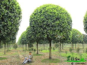 10公分桂花树的价格揭秘