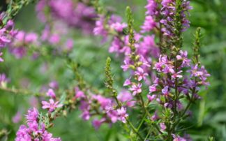 千屈菜产全我国各地， 亦有栽培，分布于亚洲、欧洲、非洲的阿尔及利亚、北美和澳大利亚东南部，生于河岸、湖畔、溪沟边和潮湿草地。