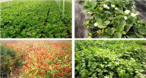 产业链延伸，提升项目价值