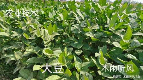 适用作物：国产VS进口