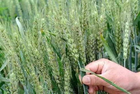 小麦病虫害防治的重要性