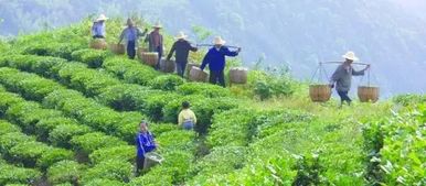 无公害茶叶种植技术，关注茶叶生产过程中的环境友好和健康安全