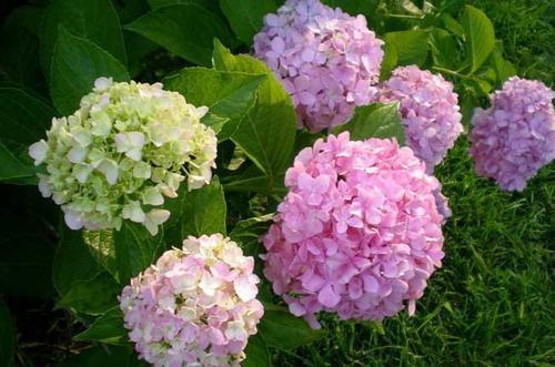 绣球花秋冬养护秘籍：修剪技巧，轻松过冬！