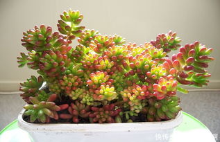 春天来了快来种草吧！