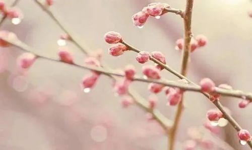 立春花事：玫瑰花根部存活的秘密