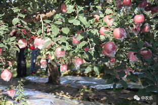 碧桃、 榆叶梅、牡丹等花灌木的修剪技巧