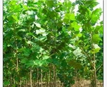 土壤问题，得先解决