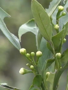 用药攻略：从开花到收果