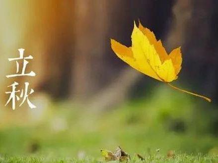 “一朵花开遍天下黄花槐的寓意和象征意义究竟有何深意