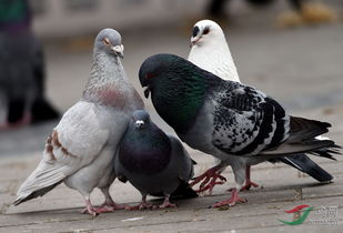 鸽子窝草料选择的重要性
