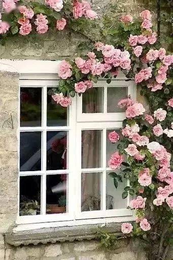 与花儿相伴， 感受自然之美