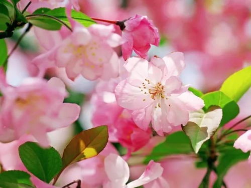 大叶海棠为何不开花这个？一探究竟