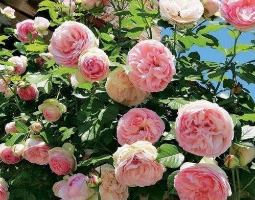 永耀红宝石月季的花期之谜