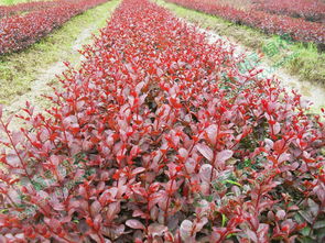 红叶紫薇的栽培技巧，你get了吗？