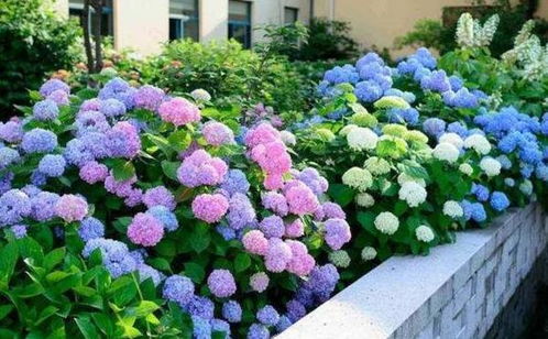 娜丽花怎么种？这么养