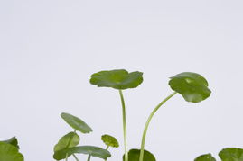 养护之道，核心在于“水”的管理