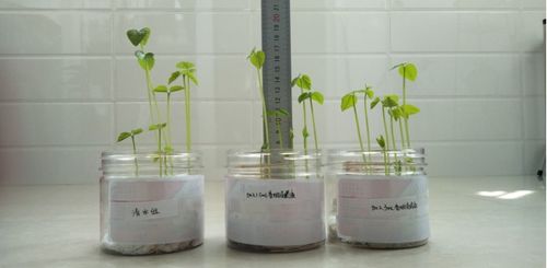 塑料袋对植物生长影响探究：阳光下放置的隐患