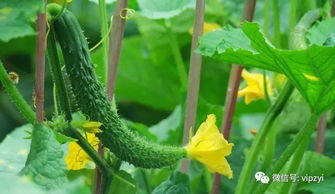 网购苗子的陷阱