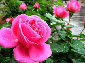 克雷西美人月季的香味和花期解析