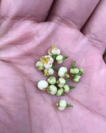 玫瑰畸形花形成之谜，基因突变是关键吗