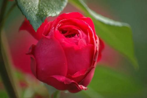 玫瑰花种植：选择适宜土壤