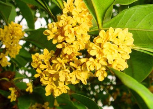 桂花冬天如何浇水施肥？保持土壤湿润是关键吗