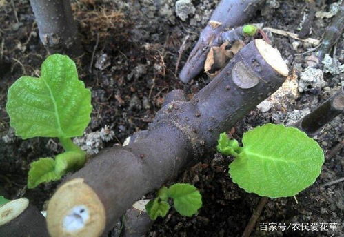 斜切枝条底部，生根速度翻倍