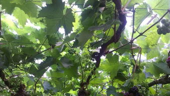 葡萄树越冬埋土时间与技术