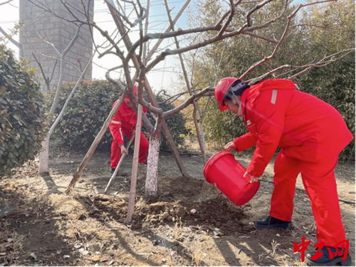 摇钱树苗种植时需要注意哪些养护细节