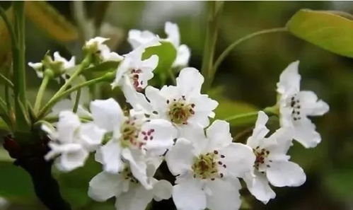 三月份开什么花？梅花、桃花、梨花